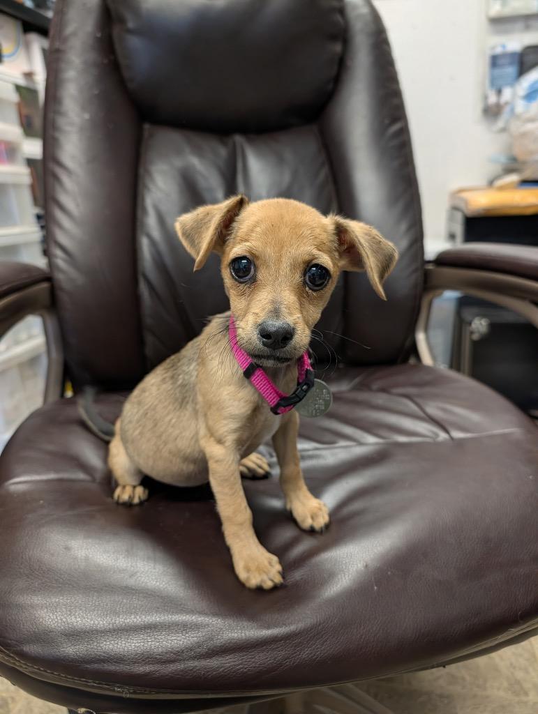 Ziva, Adoptable, Puppy Female Chihuahua & Dachshund.