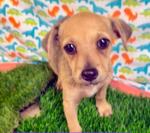 Ziva, a Adoptable mixed breed in Reno, NV image 2/2
