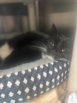 Enlarge Xena, a ADOPTABLE Domestic Short Hair in Whitby, ON image 2/2