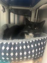 Enlarge Xena, a ADOPTABLE Domestic Short Hair in Whitby, ON image 1/2