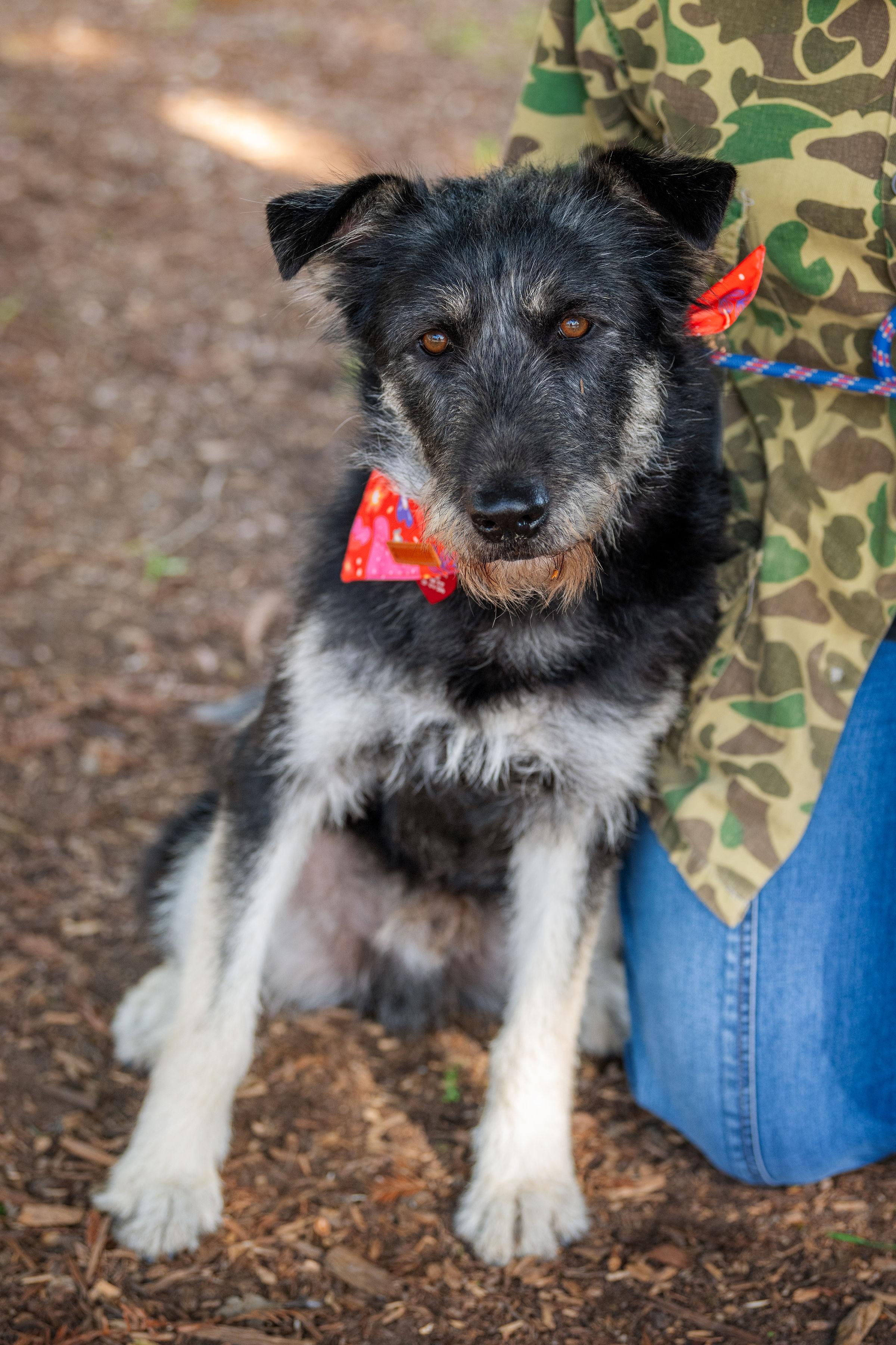 Enlarge Bad Bunny, a ADOPTABLE mixed breed in Santa Rosa, CA image 4/4