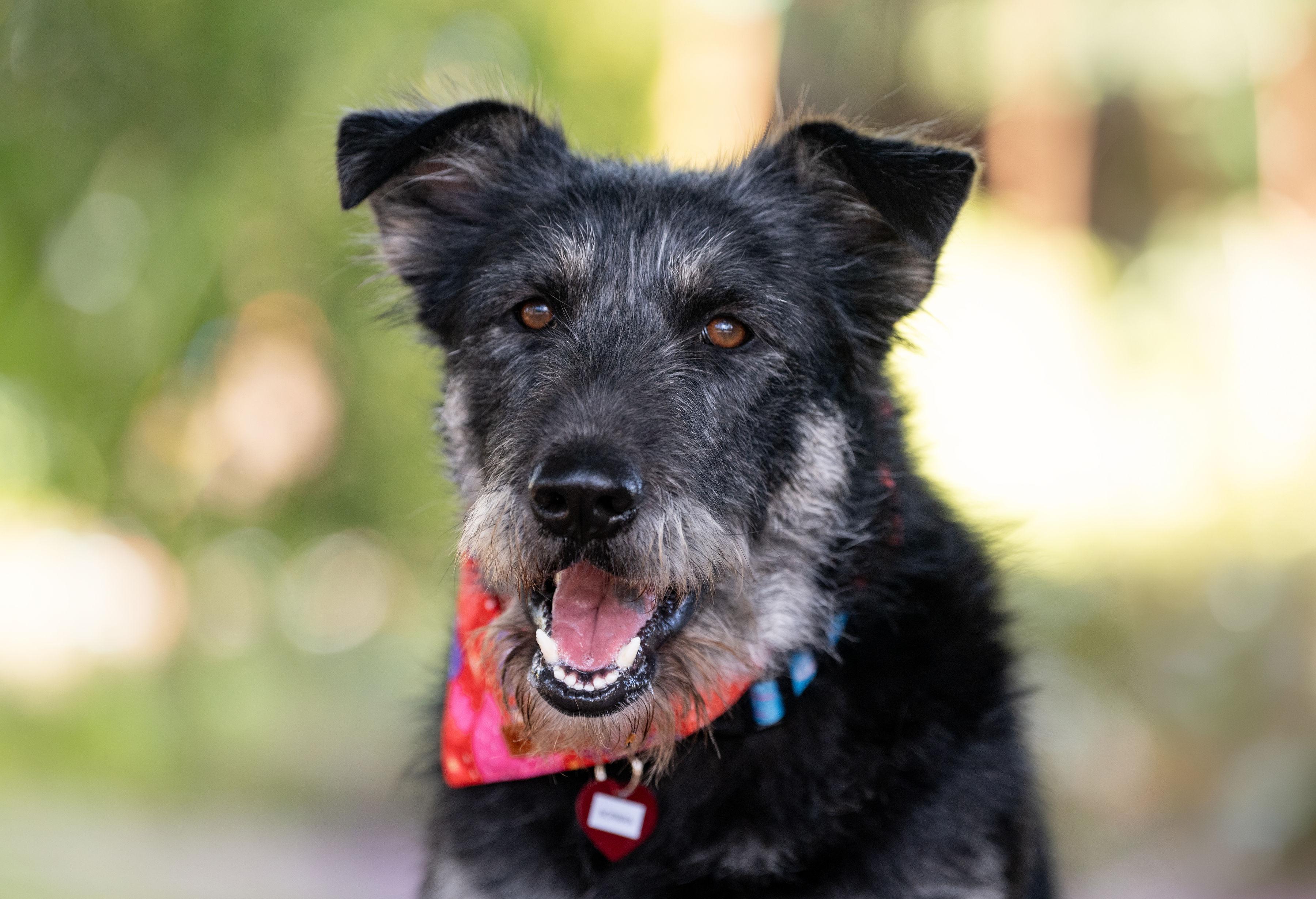 Enlarge Bad Bunny, a ADOPTABLE mixed breed in Santa Rosa, CA image 3/4