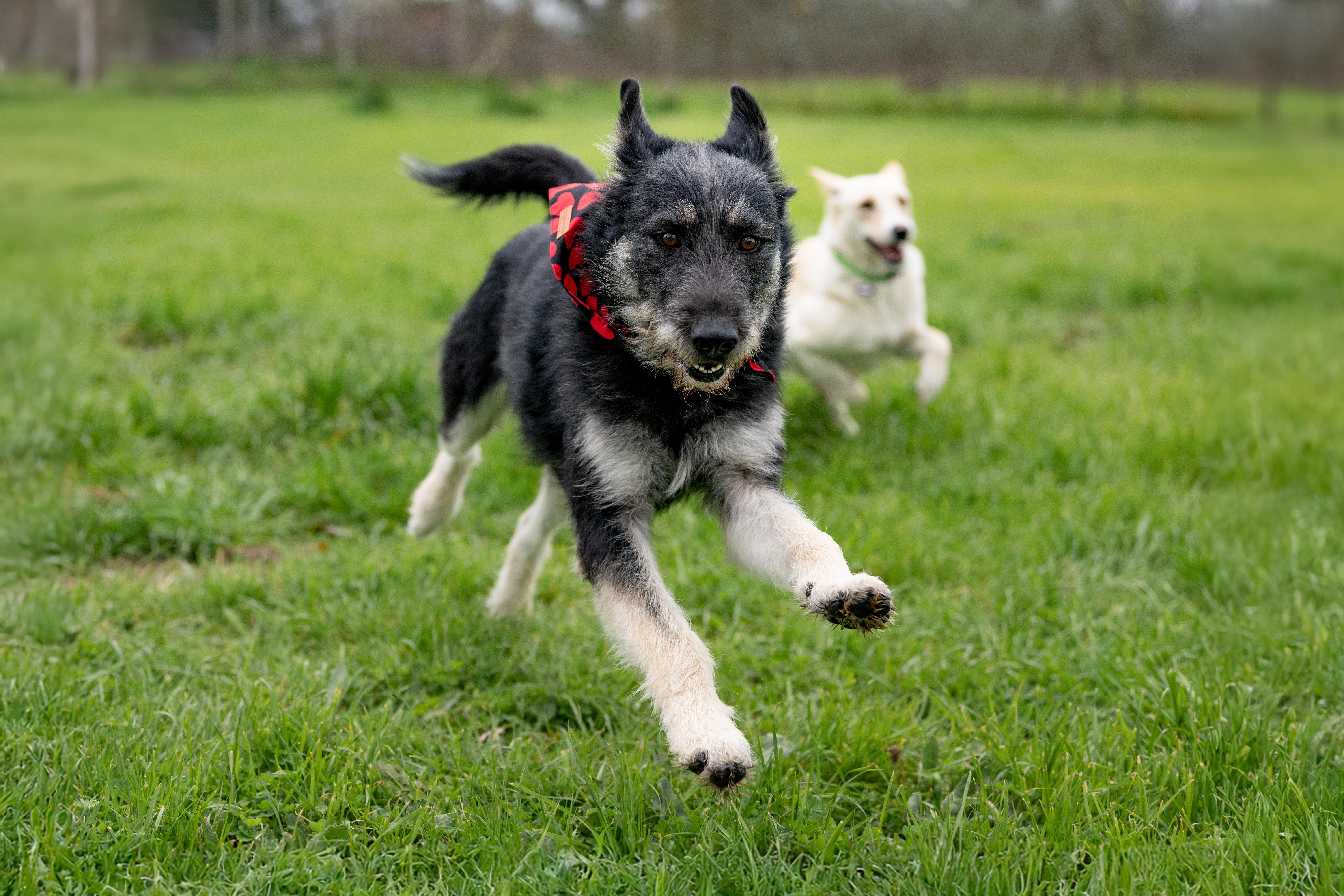 Bad Bunny, a ADOPTABLE mixed breed in Santa Rosa, CA image 2/6