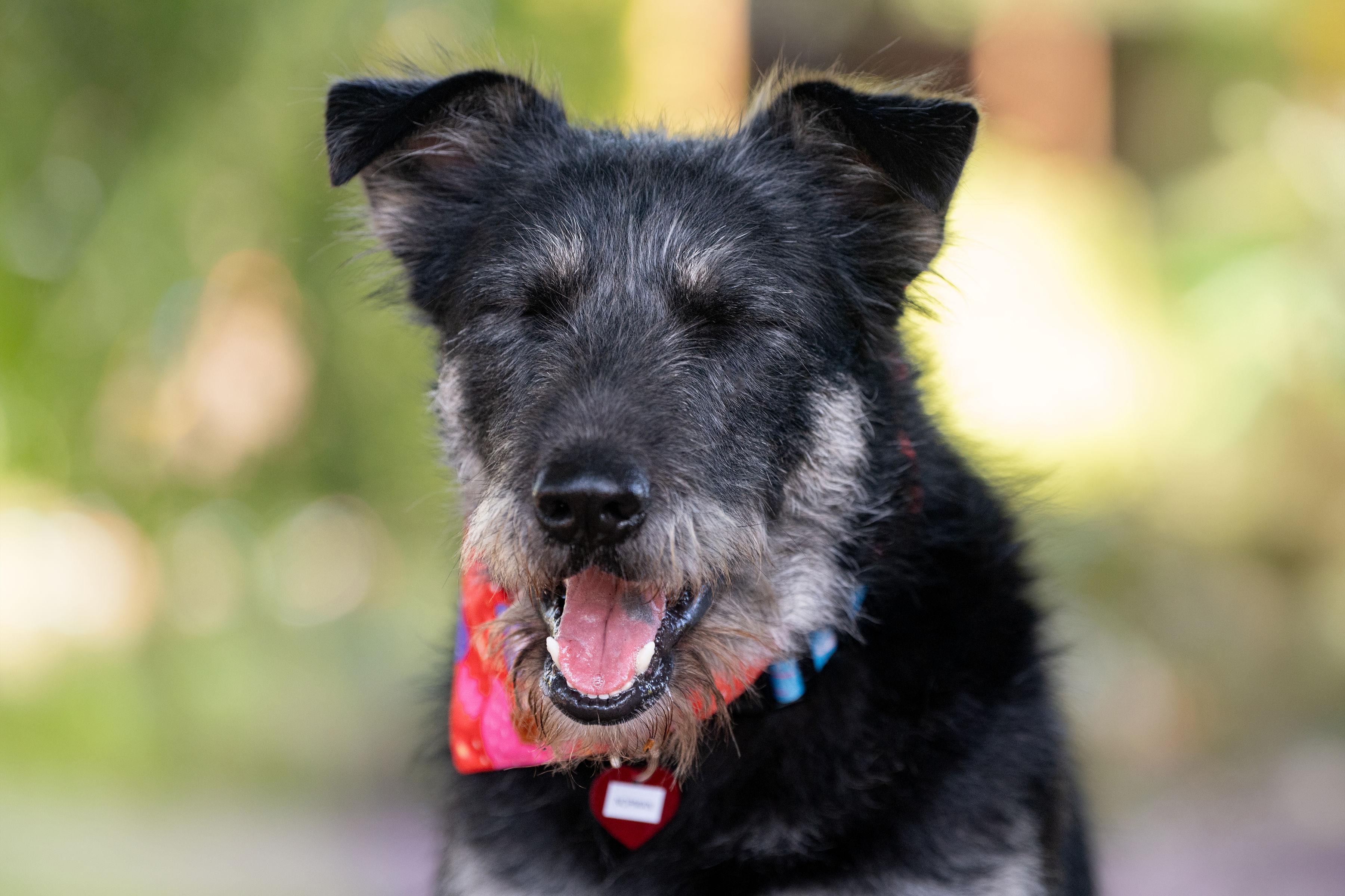 Enlarge Bad Bunny, a ADOPTABLE mixed breed in Santa Rosa, CA image 2/4