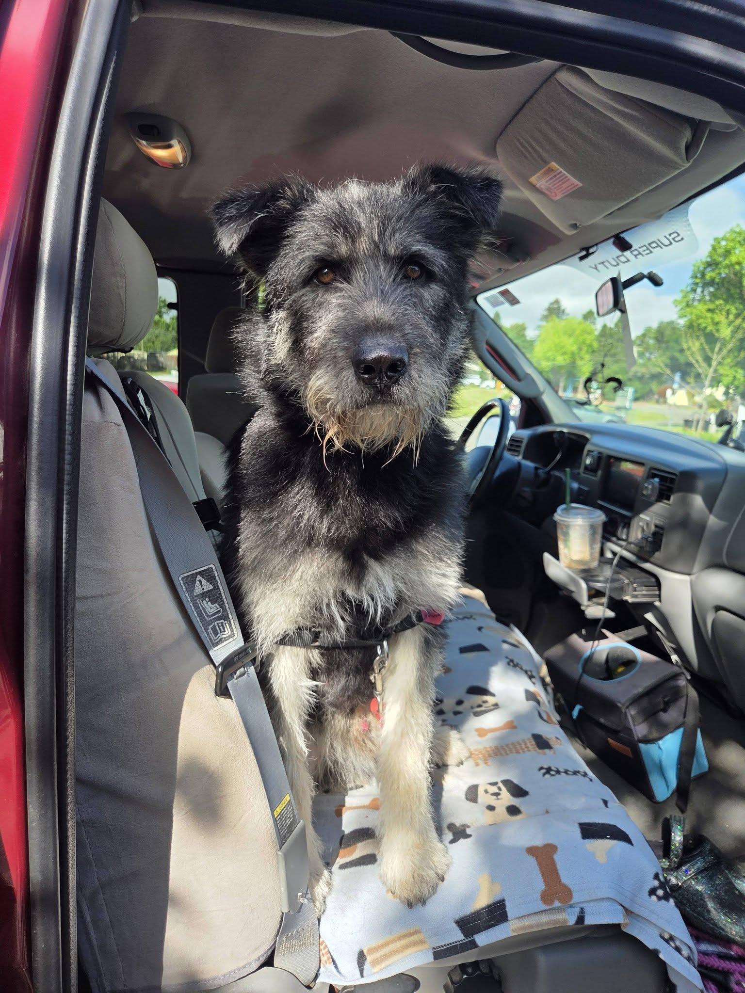 Bad Bunny, a ADOPTABLE mixed breed in Santa Rosa, CA image 5/6