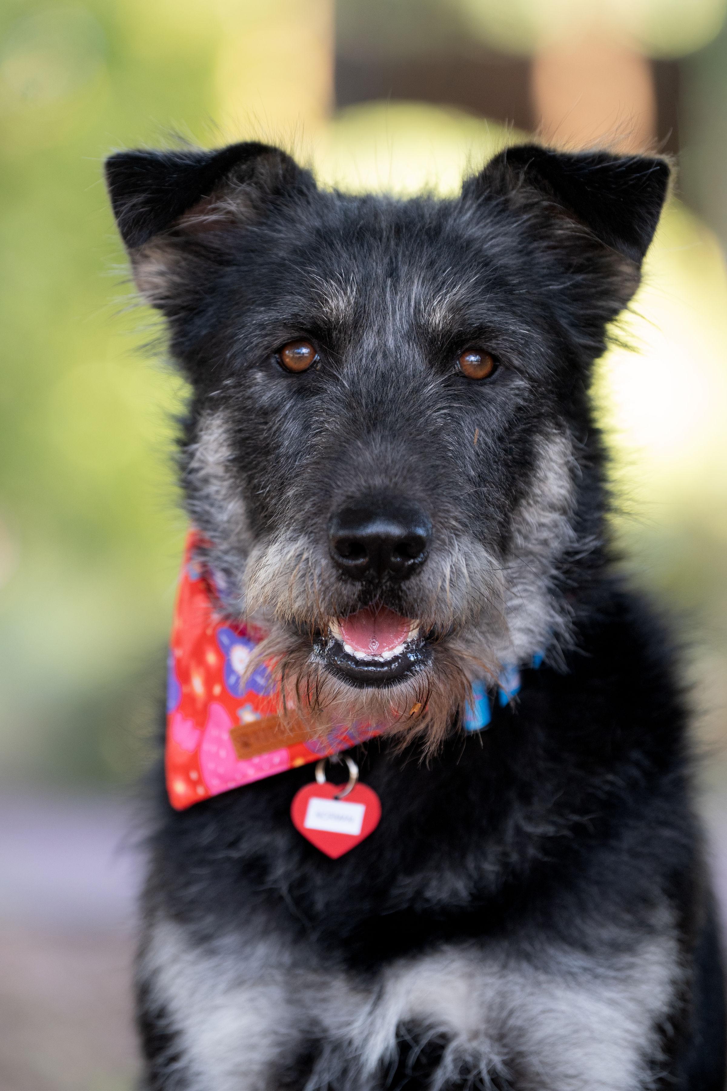 Enlarge Bad Bunny, a ADOPTABLE mixed breed in Santa Rosa, CA image 1/4