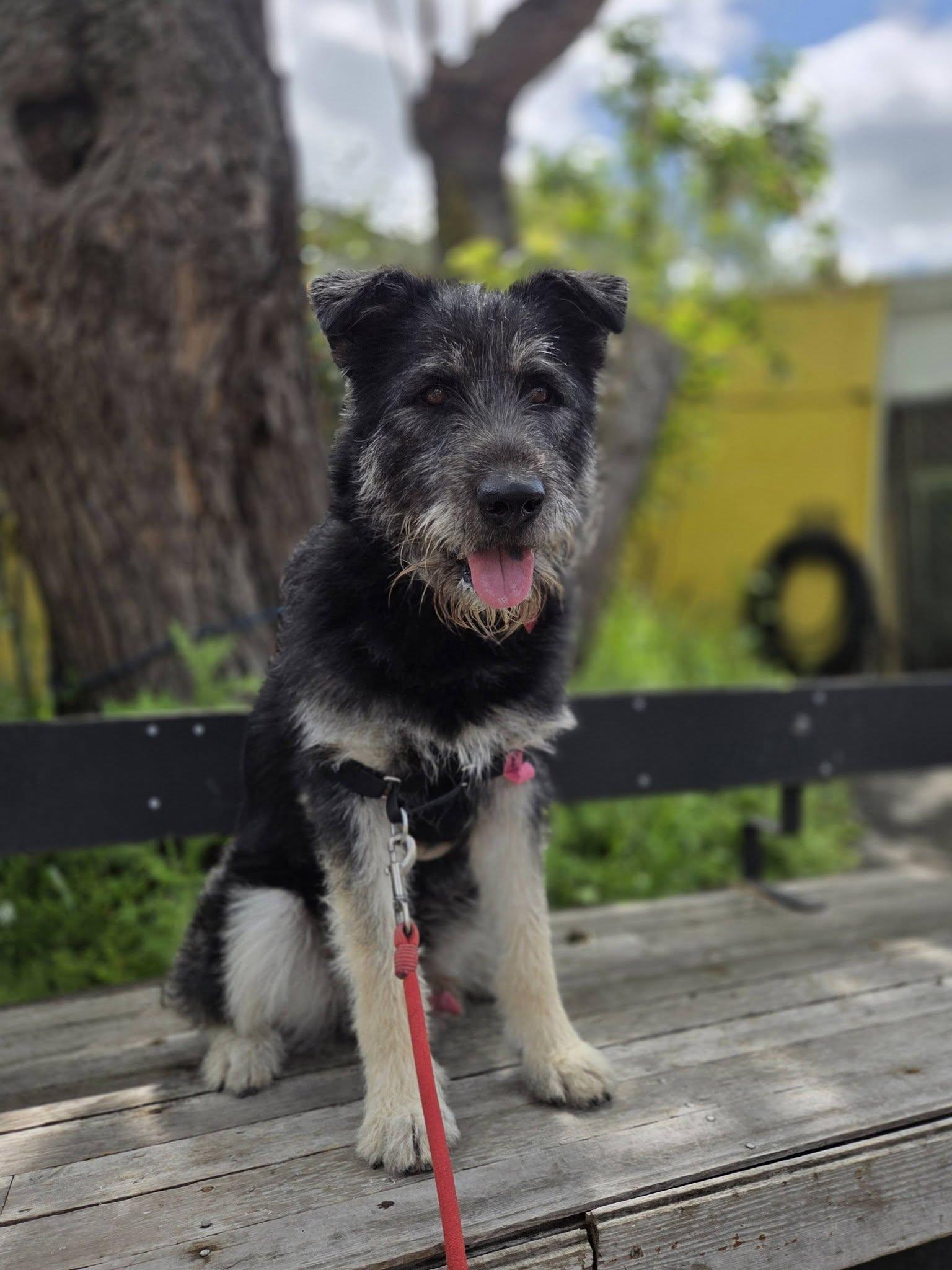 Bad Bunny, ADOPTABLE, Young Male Terrier.