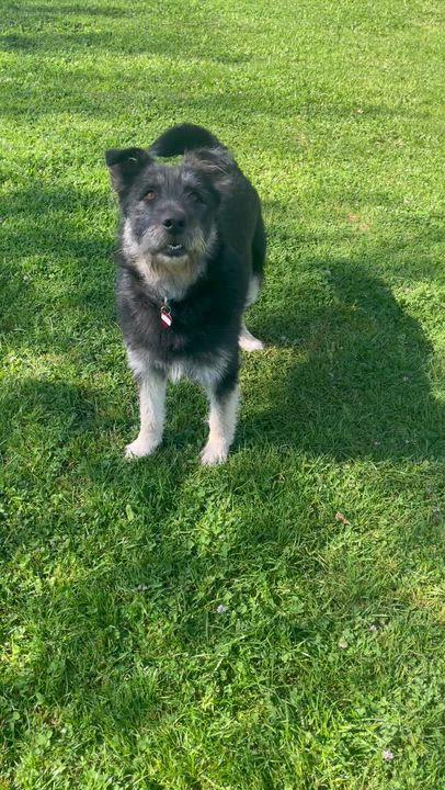 Enlarge Bad Bunny, a ADOPTABLE mixed breed in Santa Rosa, CA video 4/6