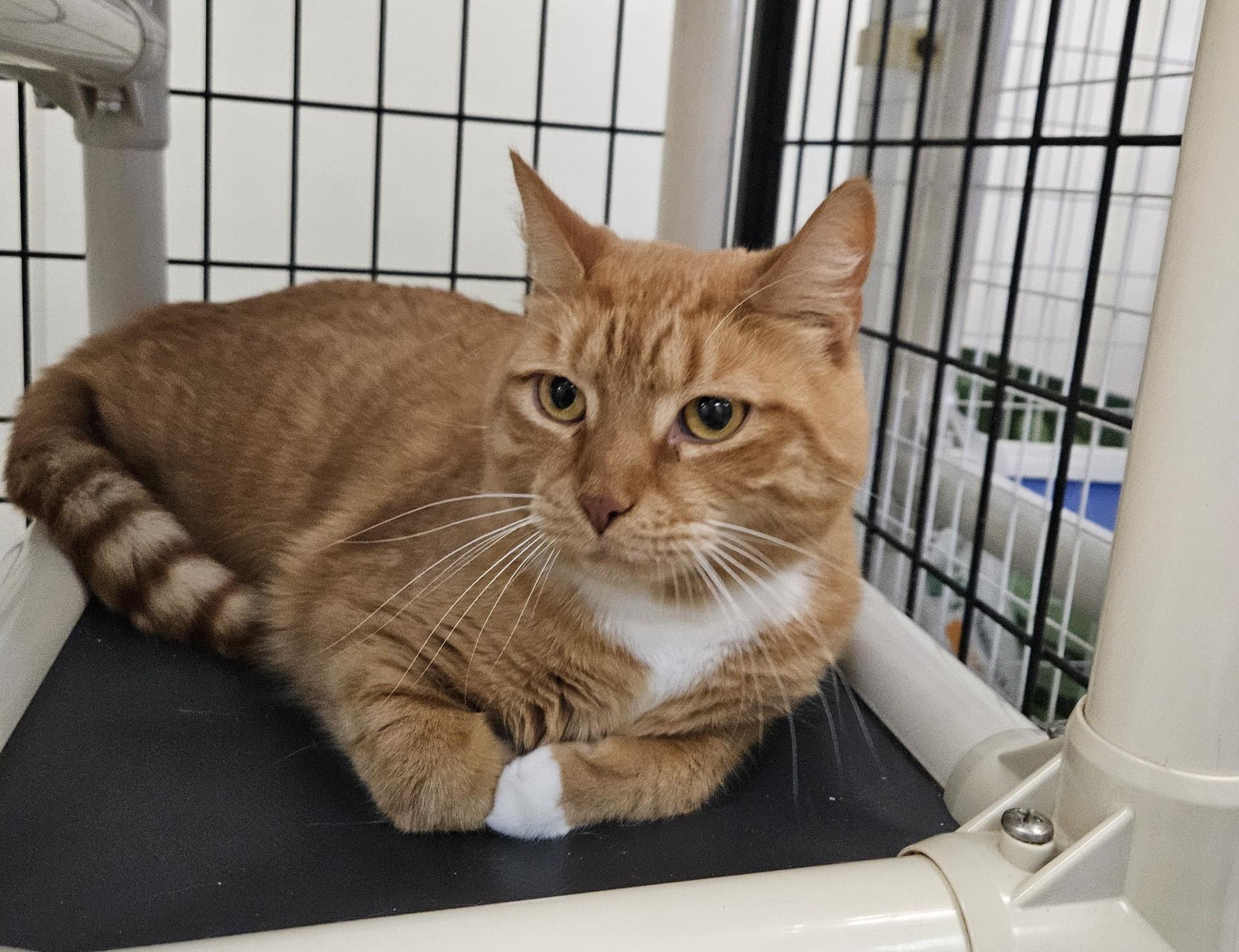 Enlarge Mr. Paws, an adopted Domestic Short Hair in Claremont, NH image 1/1