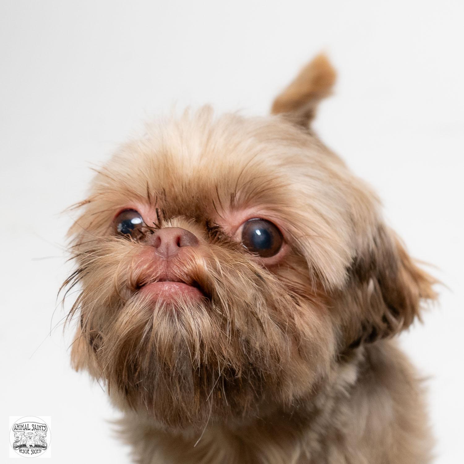 Cozette, an adopted Shih Tzu in Fort Montgomery, NY image 2/6