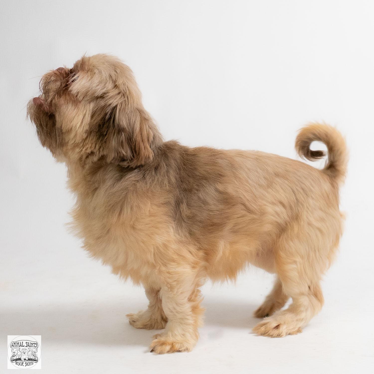 Cozette, an adopted Shih Tzu in Fort Montgomery, NY image 4/6