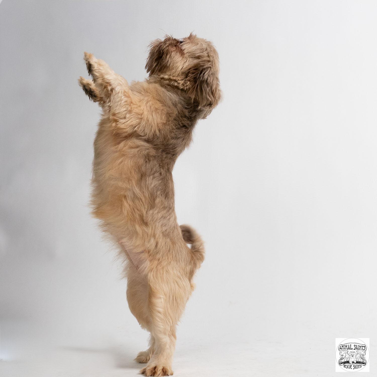 Cozette, an adopted Shih Tzu in Fort Montgomery, NY image 5/6