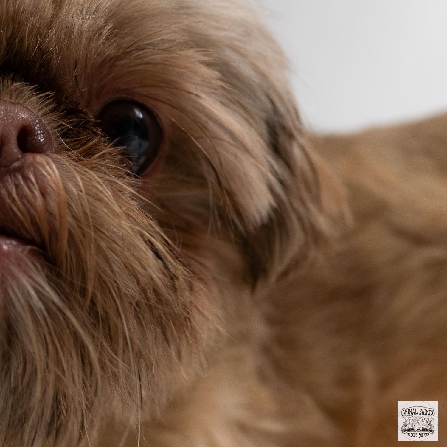Cozette, an adopted Shih Tzu in Fort Montgomery, NY image 3/6