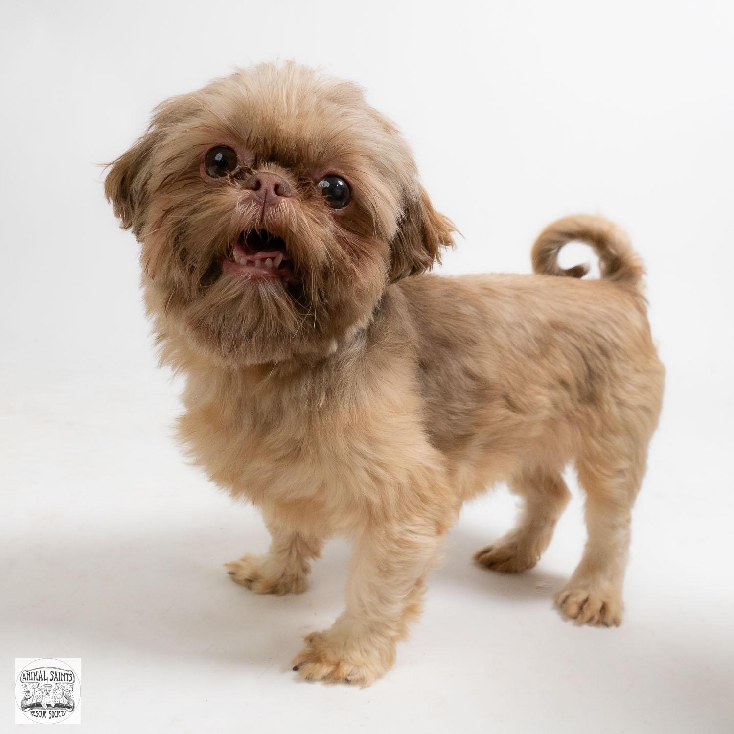 Cozette, adopted, Young Female Shih Tzu.