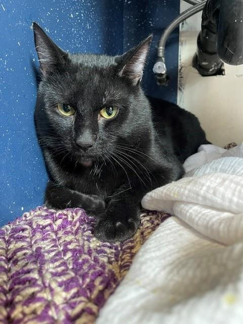 Enlarge DARROW, a Adoptable Domestic Short Hair in Frisco, CO image 1/1