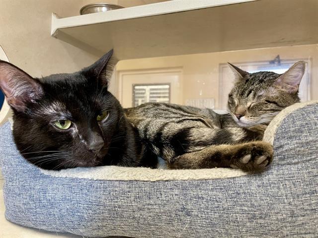 DARROW, Adoptable, Young Male Domestic Short Hair.