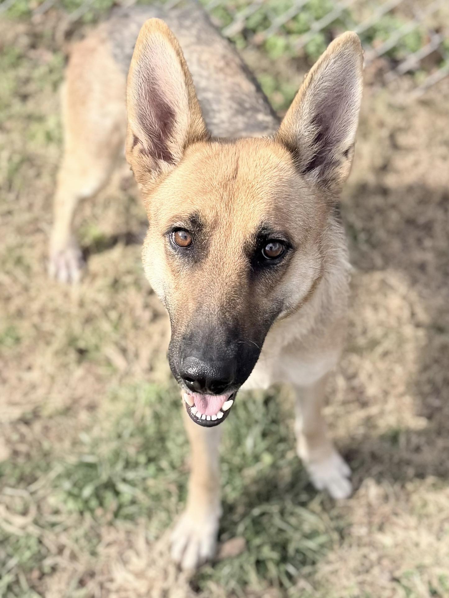 Enlarge Lola, a ADOPTABLE German Shepherd Dog in Clermont, FL image 3/3