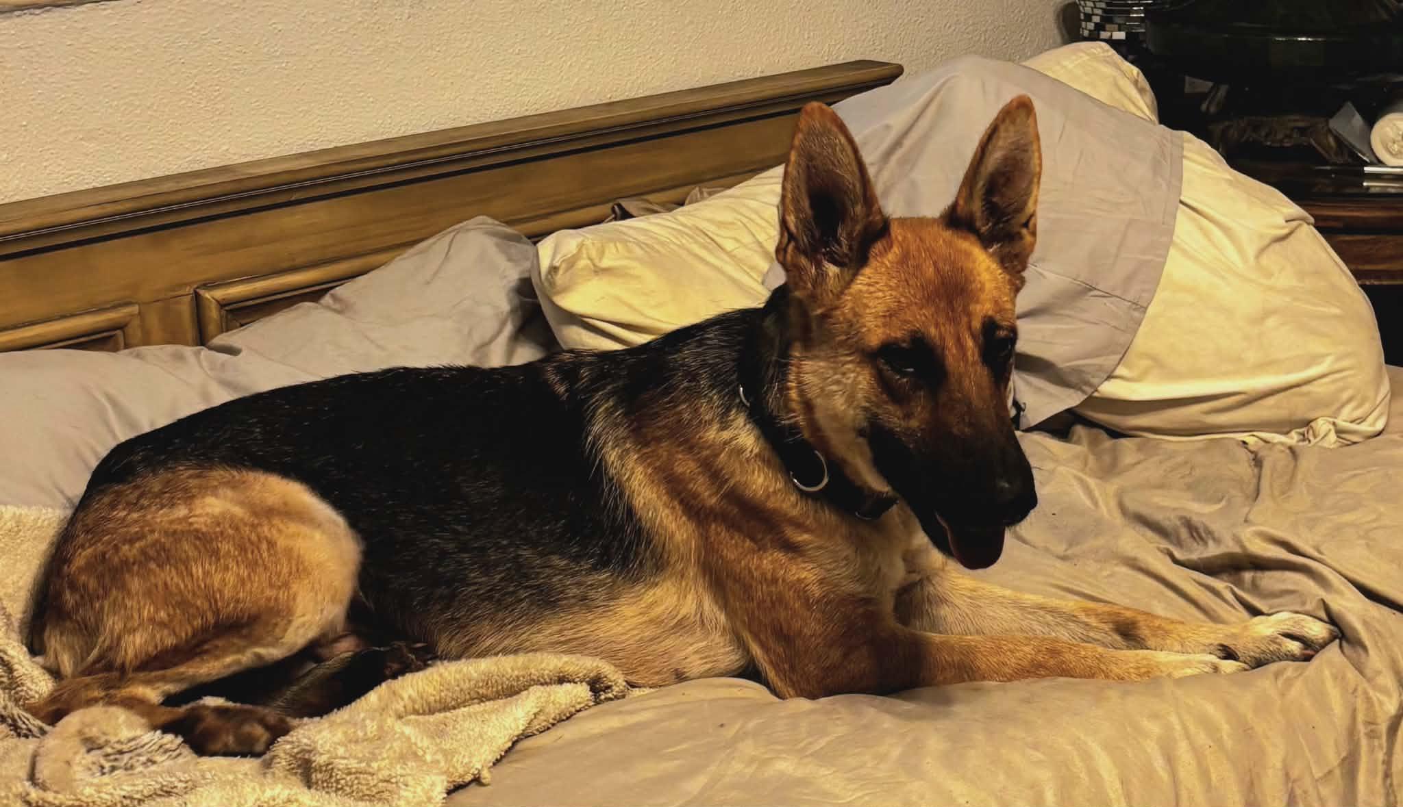 Enlarge Lola, a ADOPTABLE German Shepherd Dog in Clermont, FL image 2/3