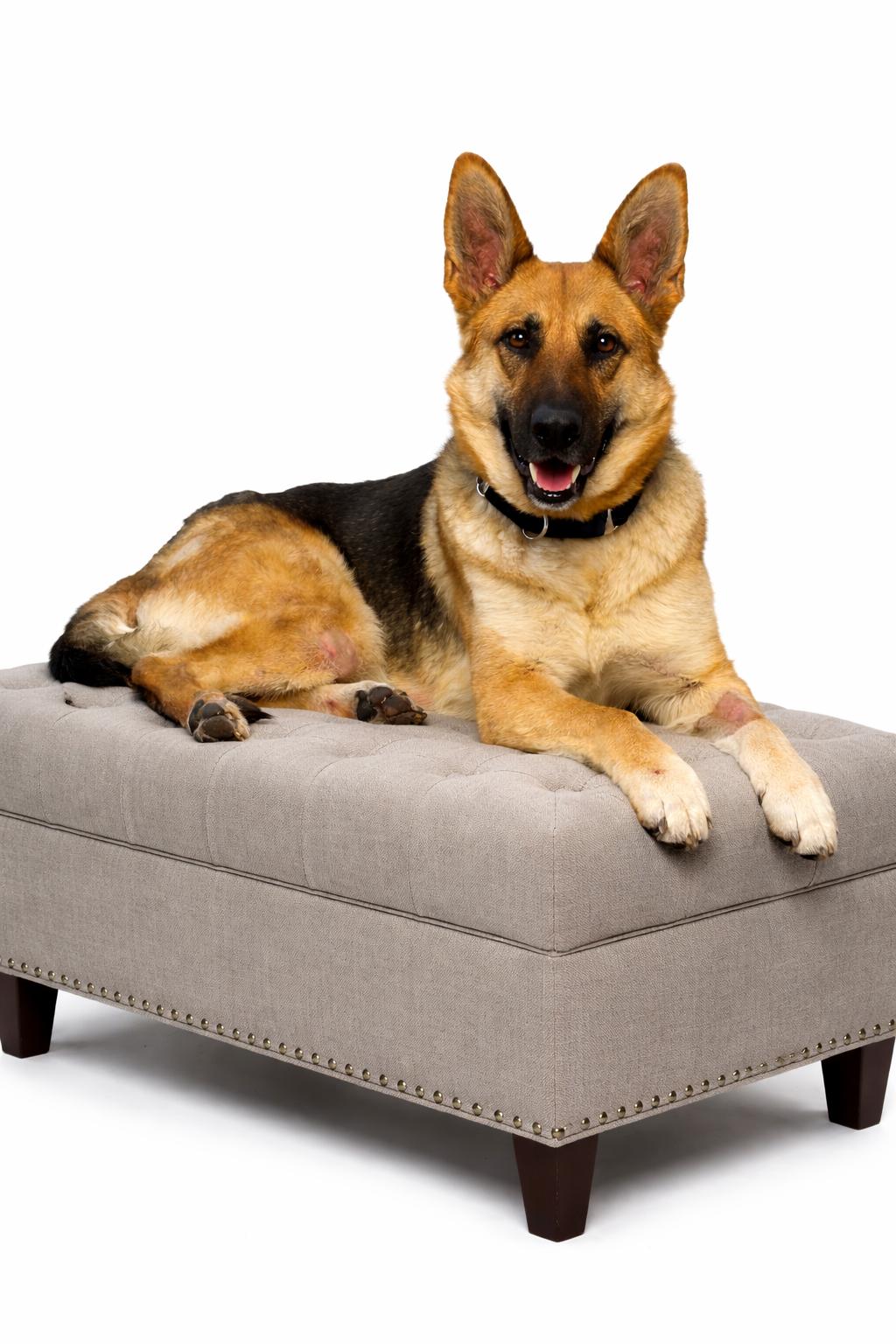 Lola, ADOPTABLE, Adult Female German Shepherd Dog.