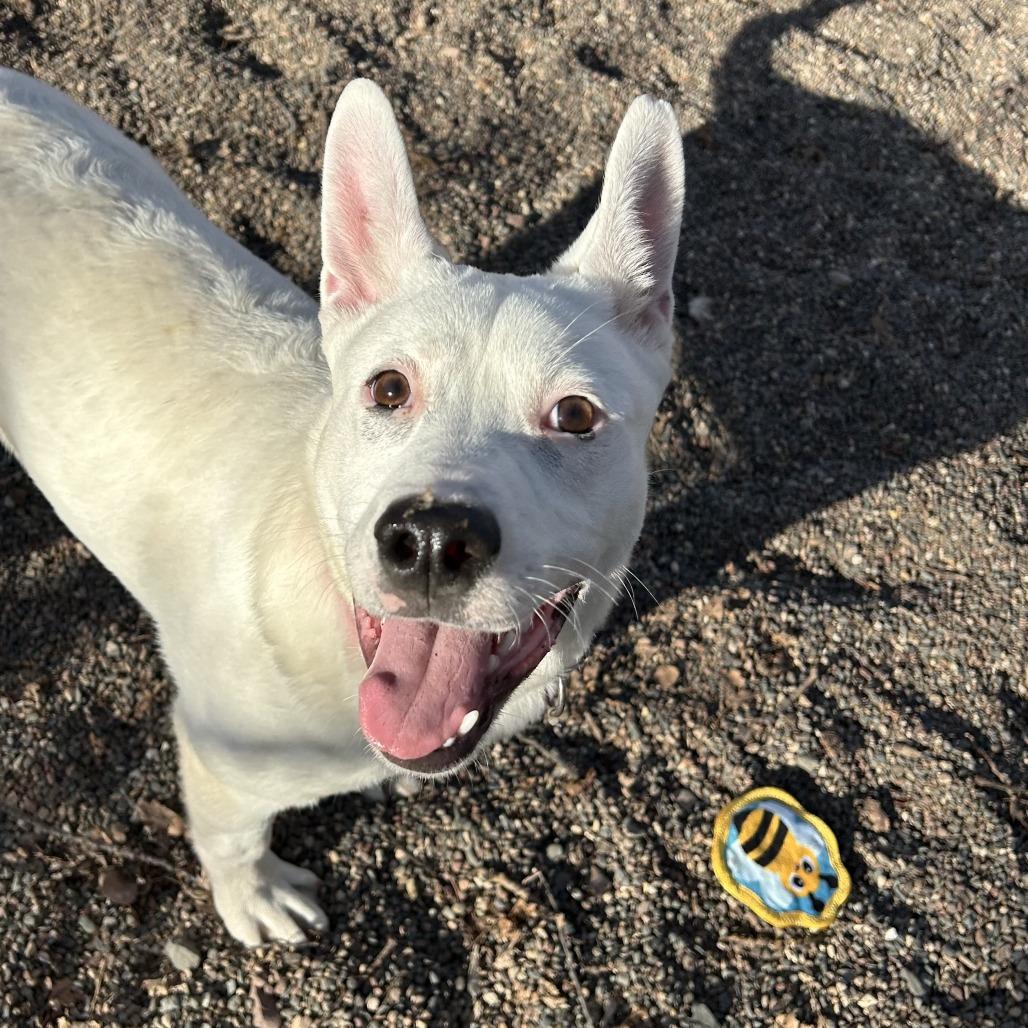 Daisy, Adoptable, Puppy Female Mixed Breed.