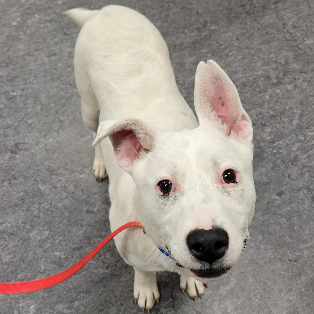 Enlarge Daisy, a Adoptable Mixed Breed in Saint Cloud, MN image 2/5