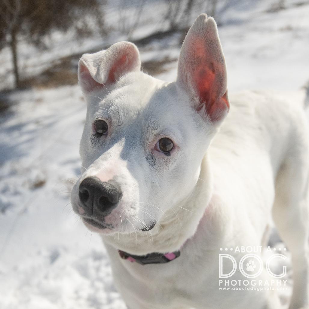 Enlarge Daisy, a Adoptable Mixed Breed in Saint Cloud, MN image 3/5