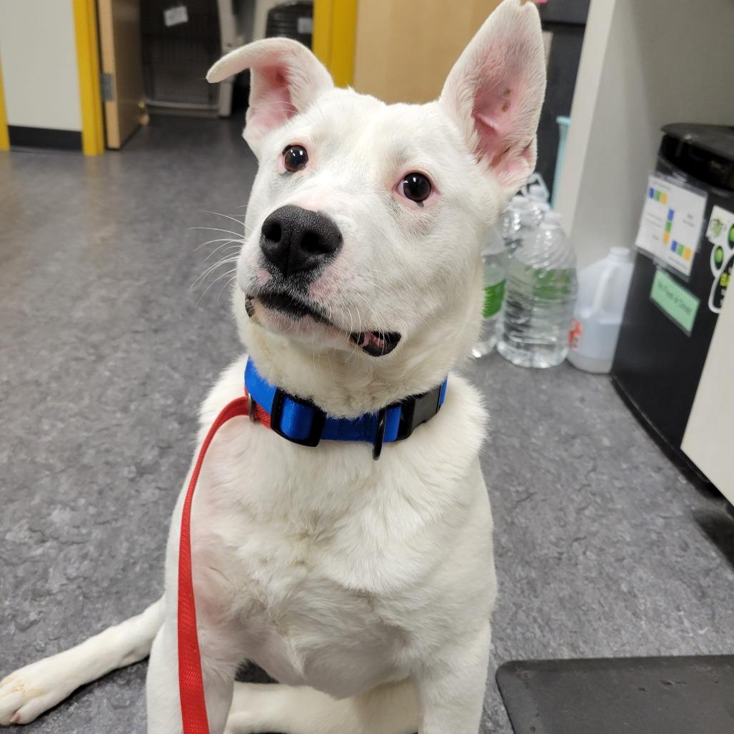 Enlarge Daisy, a Adoptable Mixed Breed in Saint Cloud, MN image 4/5