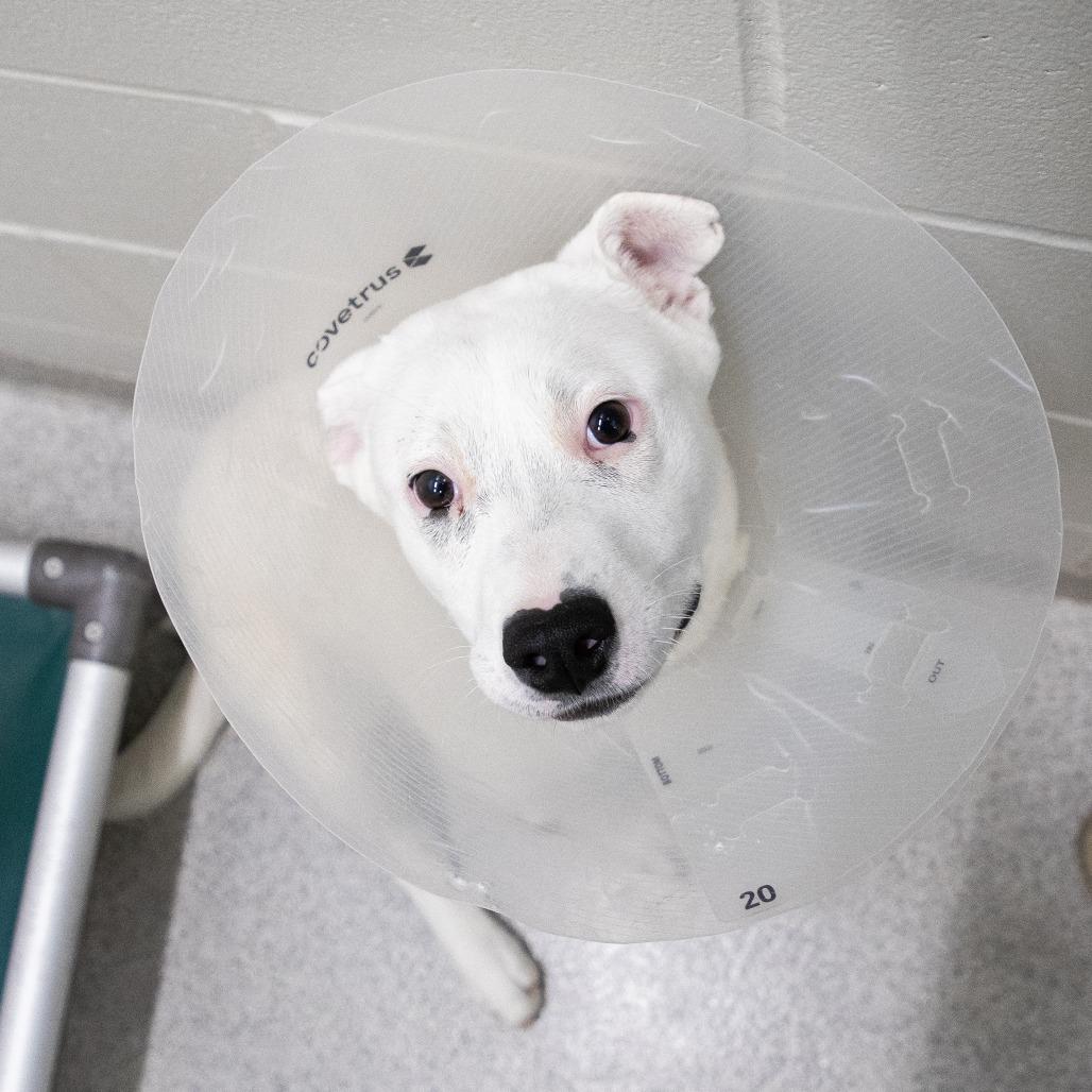 Enlarge Daisy, a Adoptable Mixed Breed in Saint Cloud, MN image 5/5