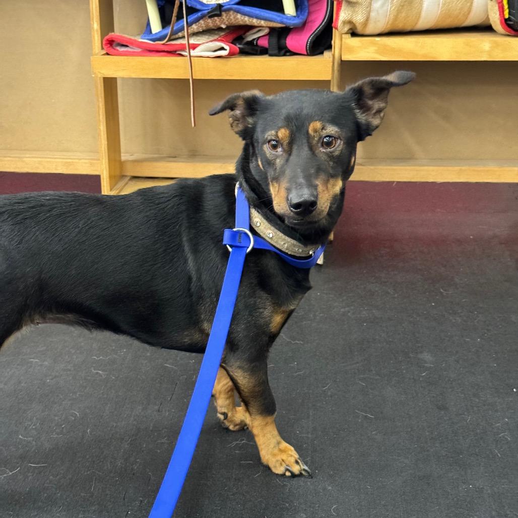 Enlarge Pixie, a ADOPTABLE mixed breed in North Bend, OR image 1/1
