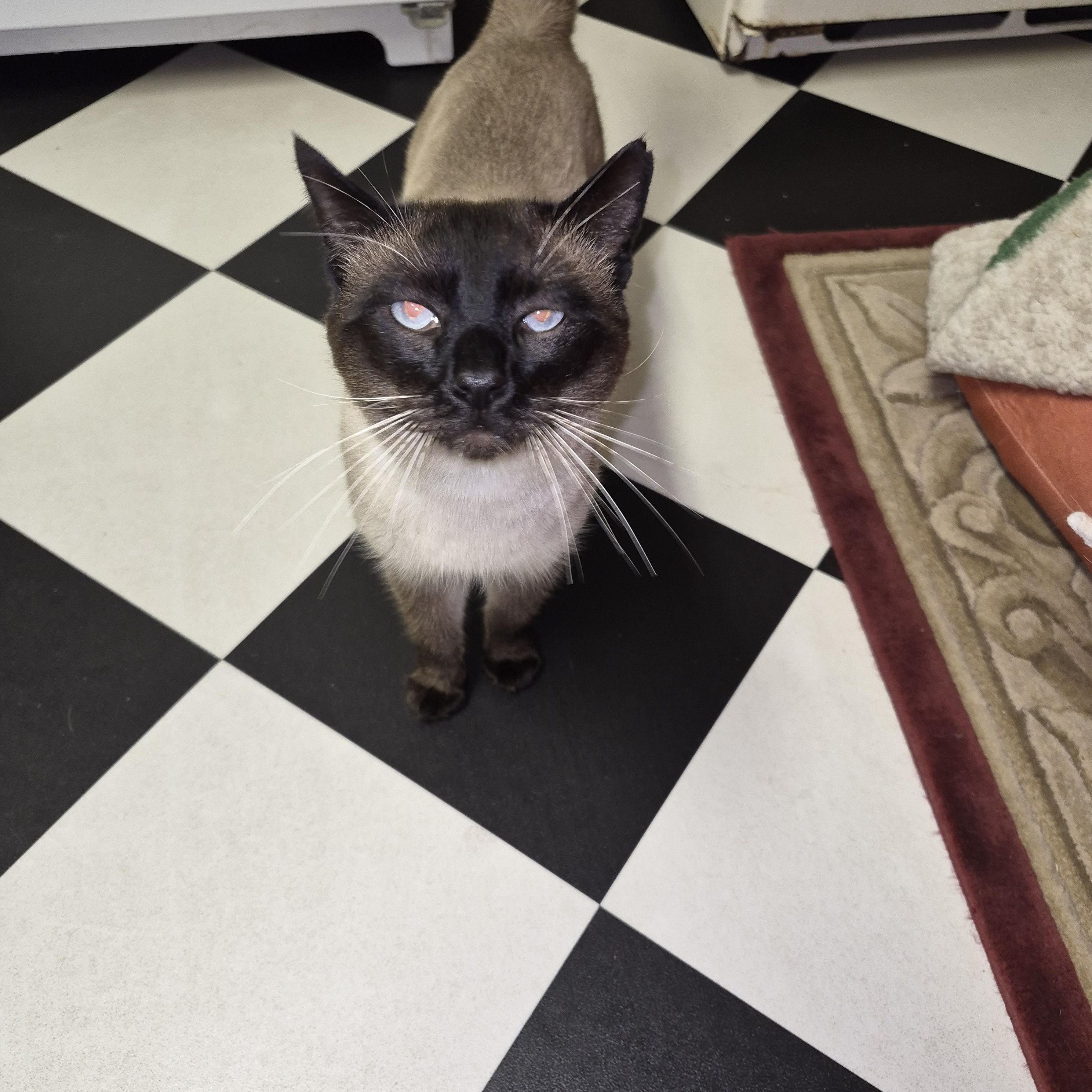 Ned, ADOPTABLE, Adult Male Siamese.