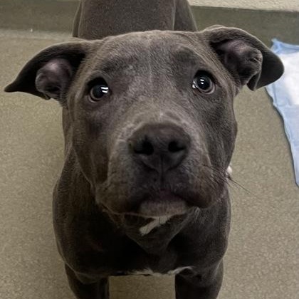 Enlarge Mae, an adopted mixed breed in Tinley Park, IL image 1/1