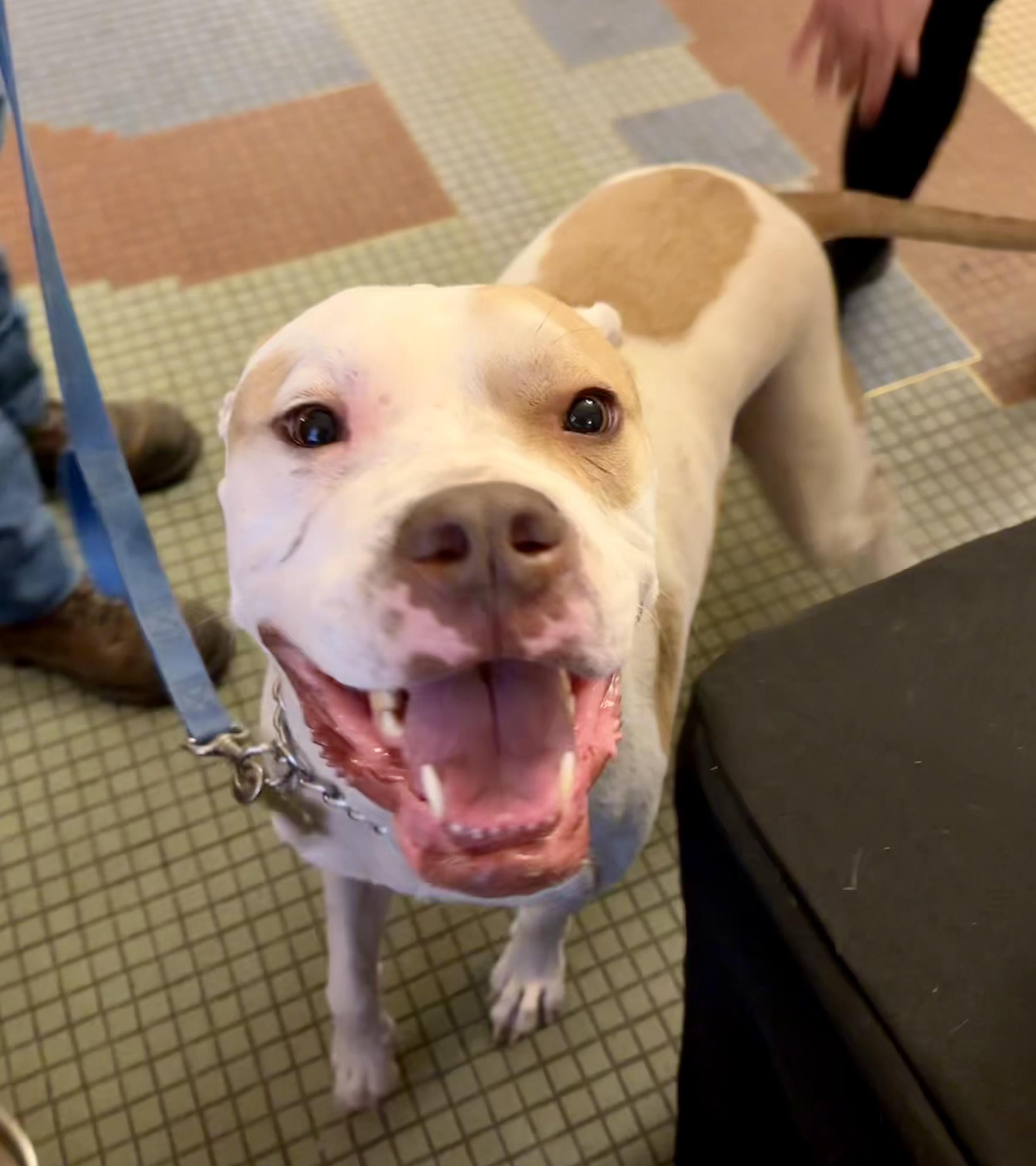 Buddy, Adoptable, Young Male Boxer & Mixed Breed.