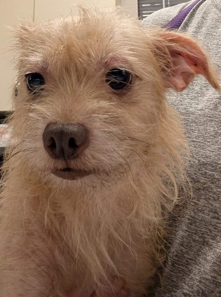 Rose, Adopted, Young Female Terrier.