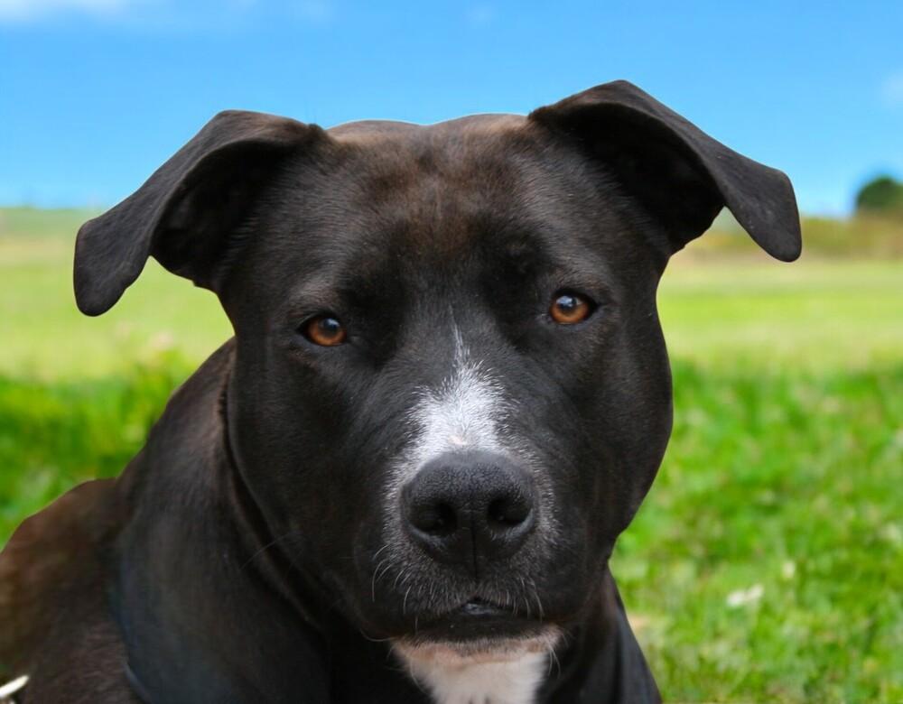 Jayden, Adoptable, Young Female Labrador Retriever.