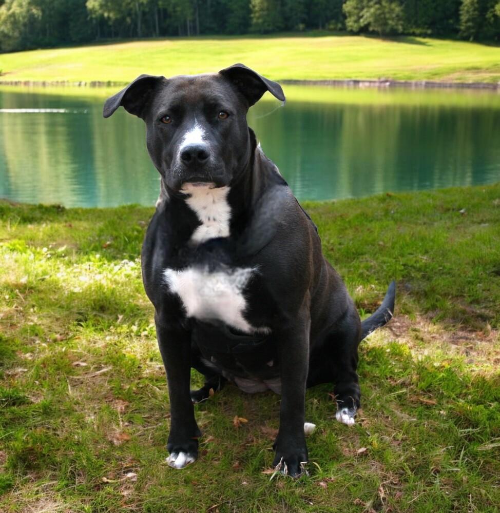 Jayden, a Adoptable mixed breed in Pulaski, TN image 2/6