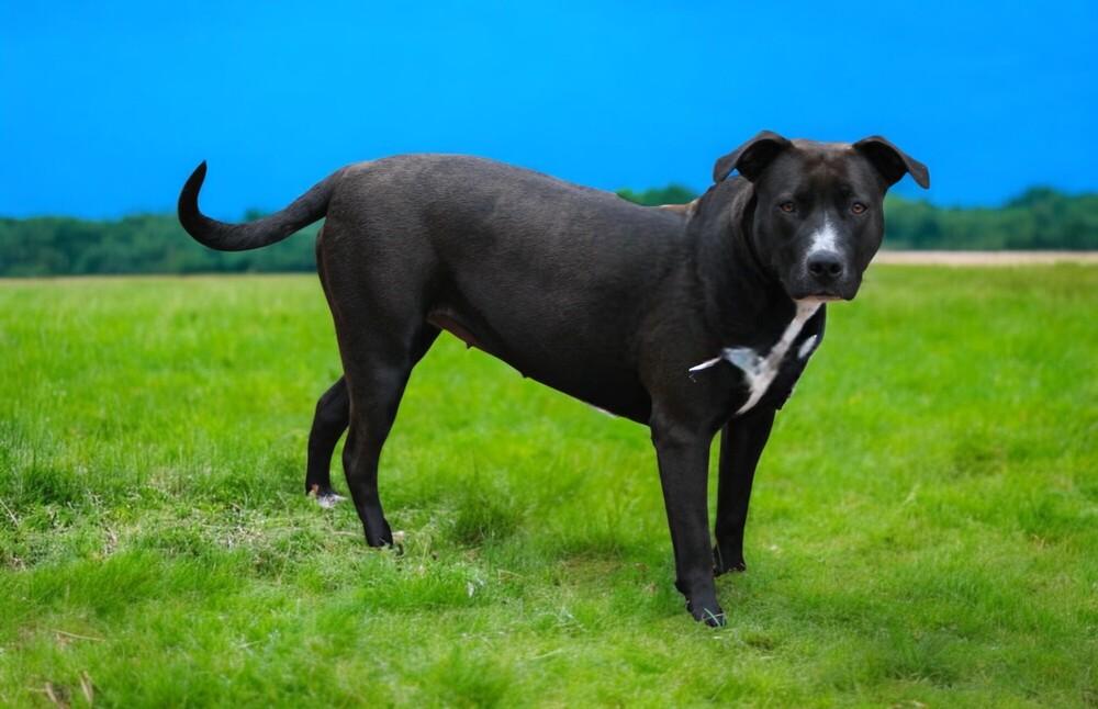 Jayden, a Adoptable mixed breed in Pulaski, TN image 3/6