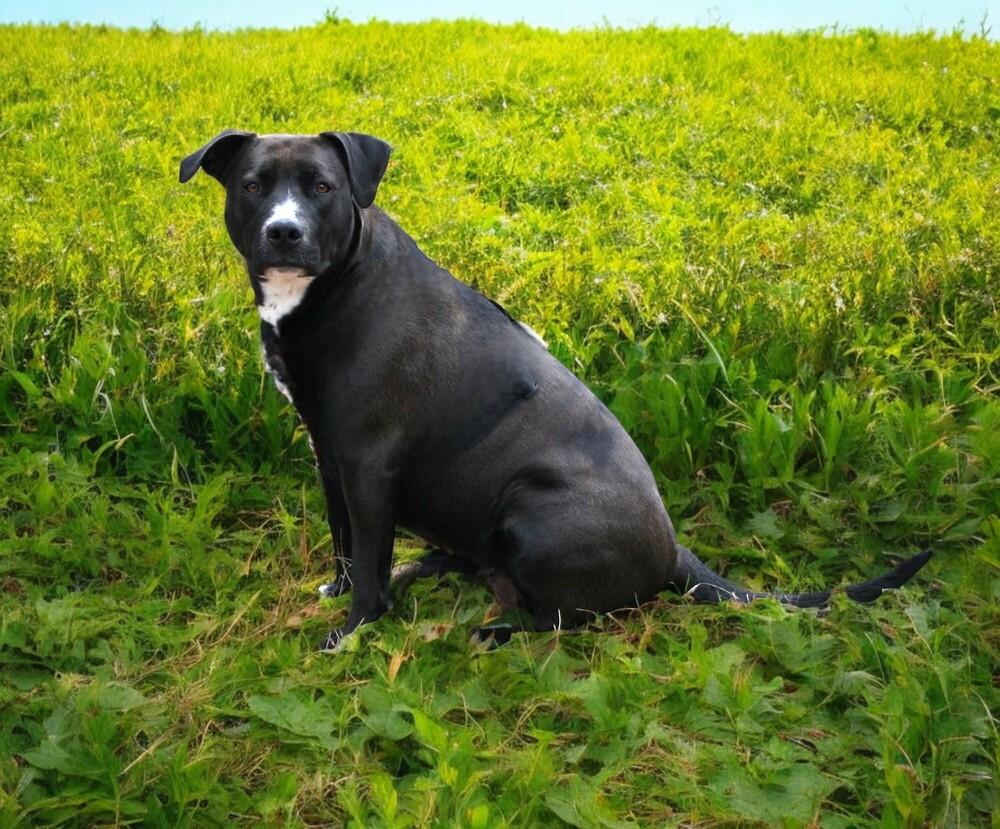 Jayden, a Adoptable mixed breed in Pulaski, TN image 4/6