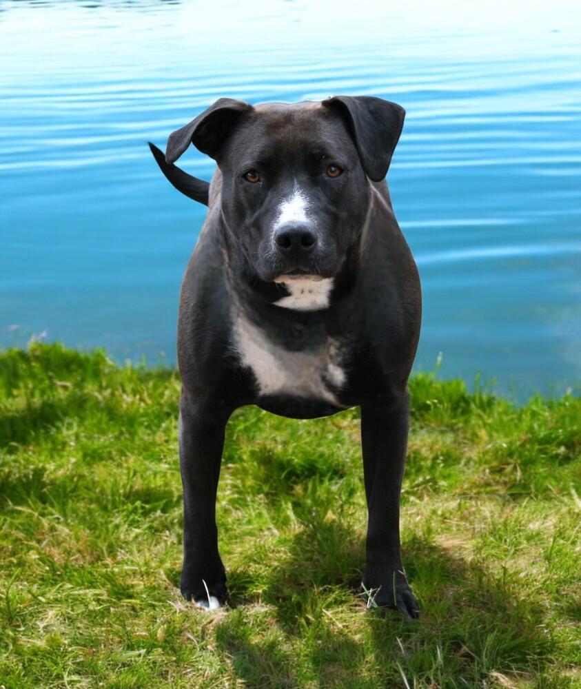 Jayden, a Adoptable mixed breed in Pulaski, TN image 5/6