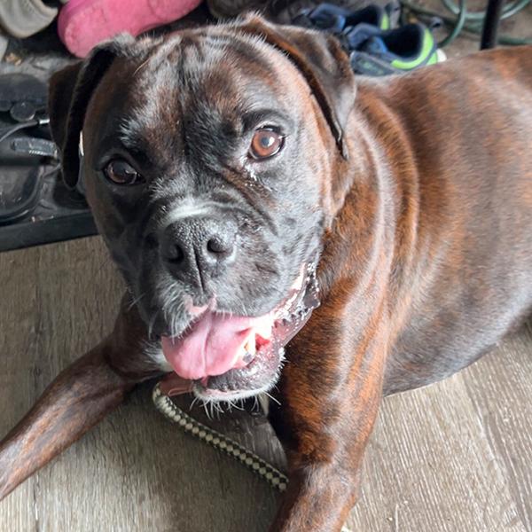Enlarge Simon, a Adoptable mixed breed in Des Moines, IA image 1/1