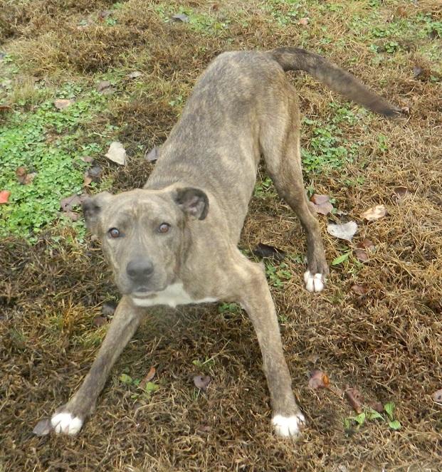 Toby, a Adoptable mixed breed in Collinsville, IL image 1/2