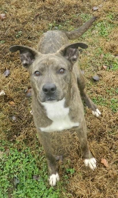 Toby, a Adoptable mixed breed in Collinsville, IL image 2/2