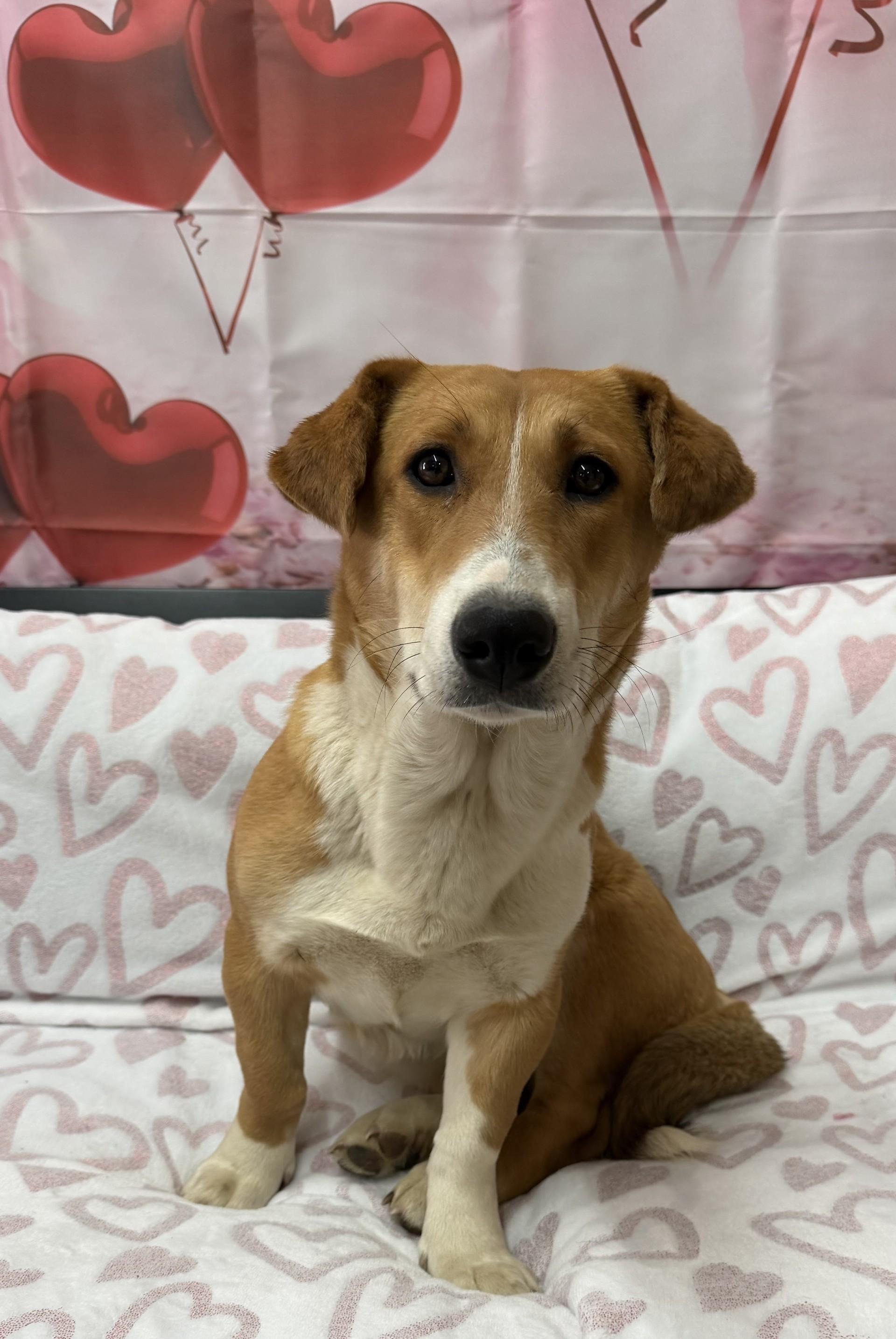 Enlarge Docklyn, a ADOPTABLE mixed breed in Grove, OK image 1/2