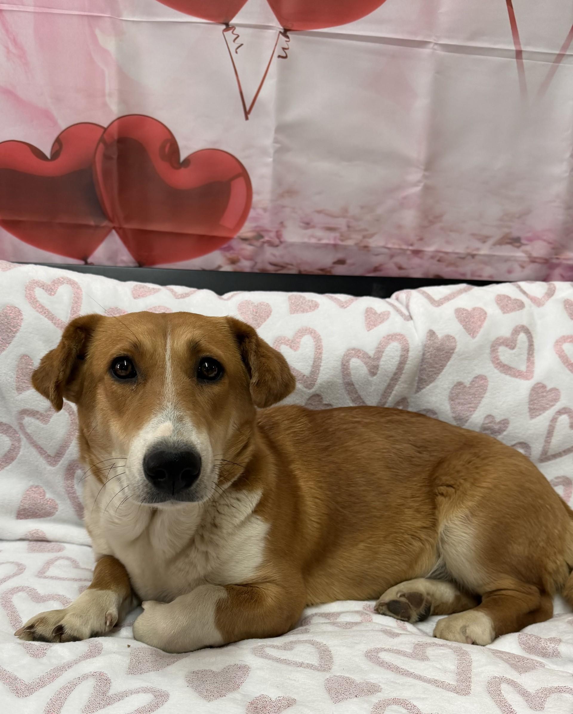 Enlarge Docklyn, a ADOPTABLE mixed breed in Grove, OK image 2/2