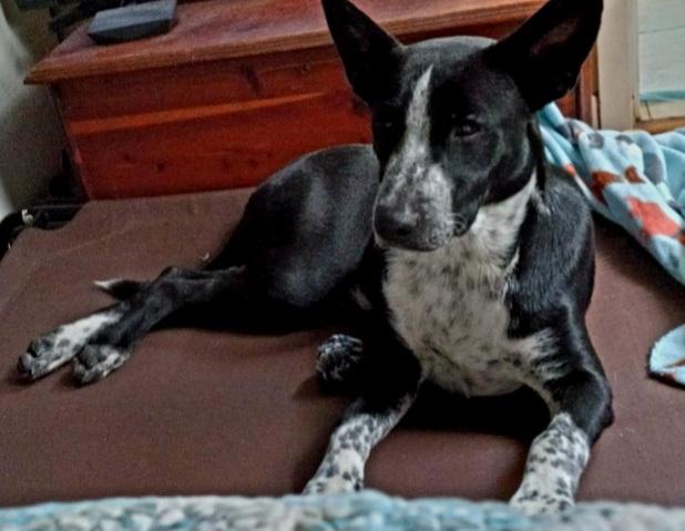 Enlarge Jack, a Adopted mixed breed in Somerville, TX image 1/6