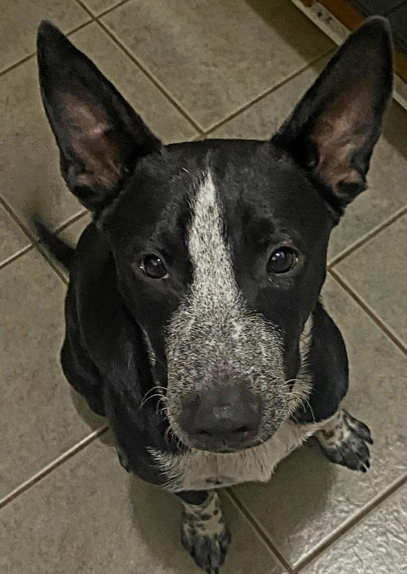 Enlarge Jack, a Adopted mixed breed in Somerville, TX image 3/6