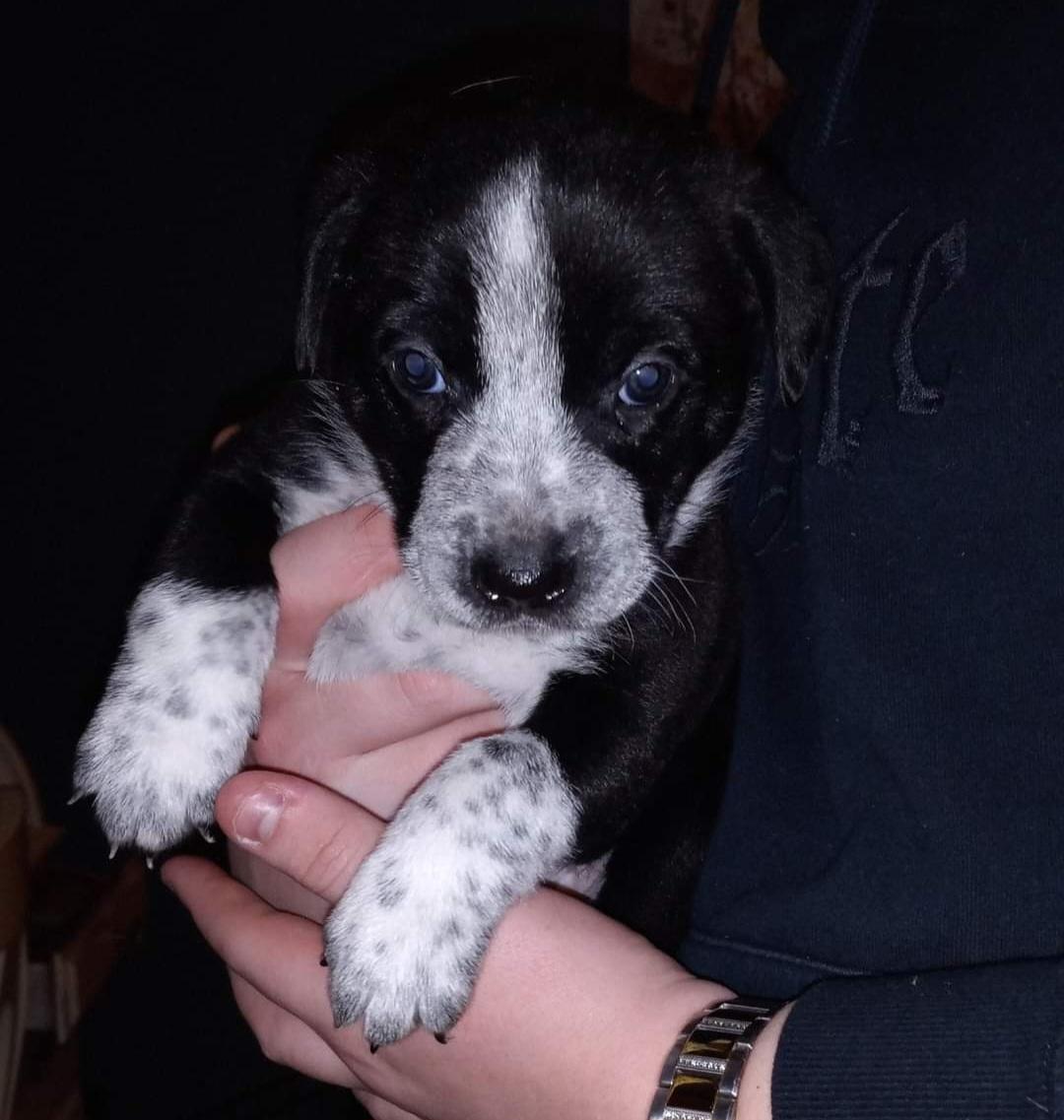 Enlarge Jack, a Adopted mixed breed in Somerville, TX image 4/6