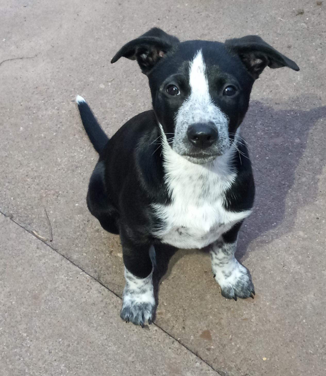 Enlarge Jack, a Adopted mixed breed in Somerville, TX image 5/6