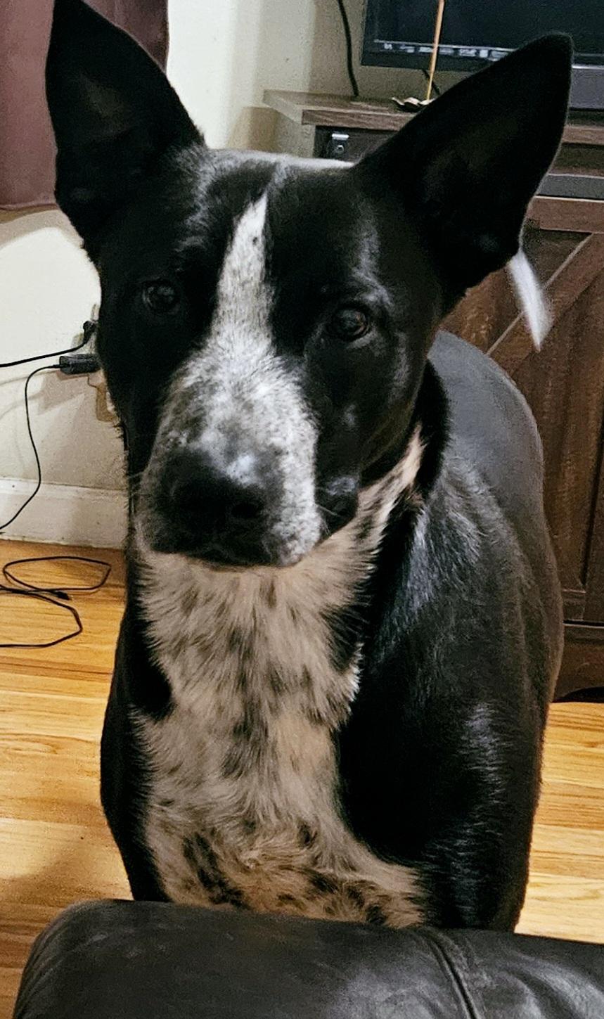 Enlarge Jack, a Adopted mixed breed in Somerville, TX image 6/6