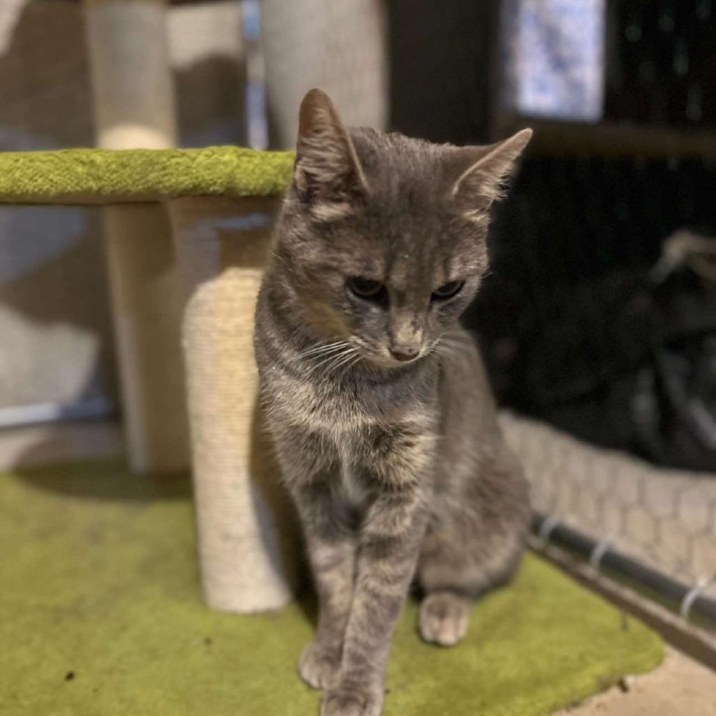 Enlarge Heidi, a Adoptable Domestic Short Hair in Ringtown, PA image 1/2