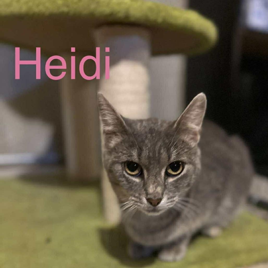 Enlarge Heidi, a Adoptable Domestic Short Hair in Ringtown, PA image 2/2
